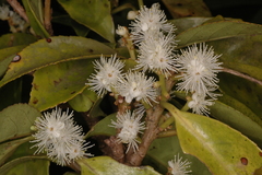 Symplocos cochinchinensis